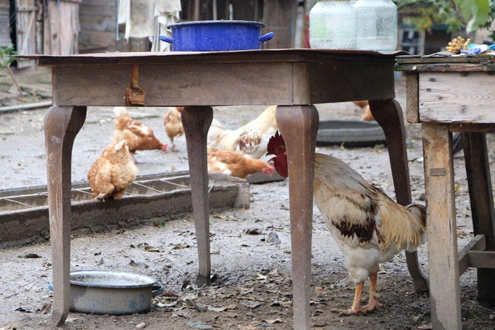 Zuhause bei Jimmy - Hühner im Hof